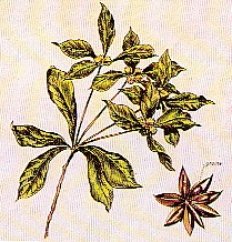Malurt ( Artemisia Absinthium ) Hoved ingrediens i den ægte Absinth...